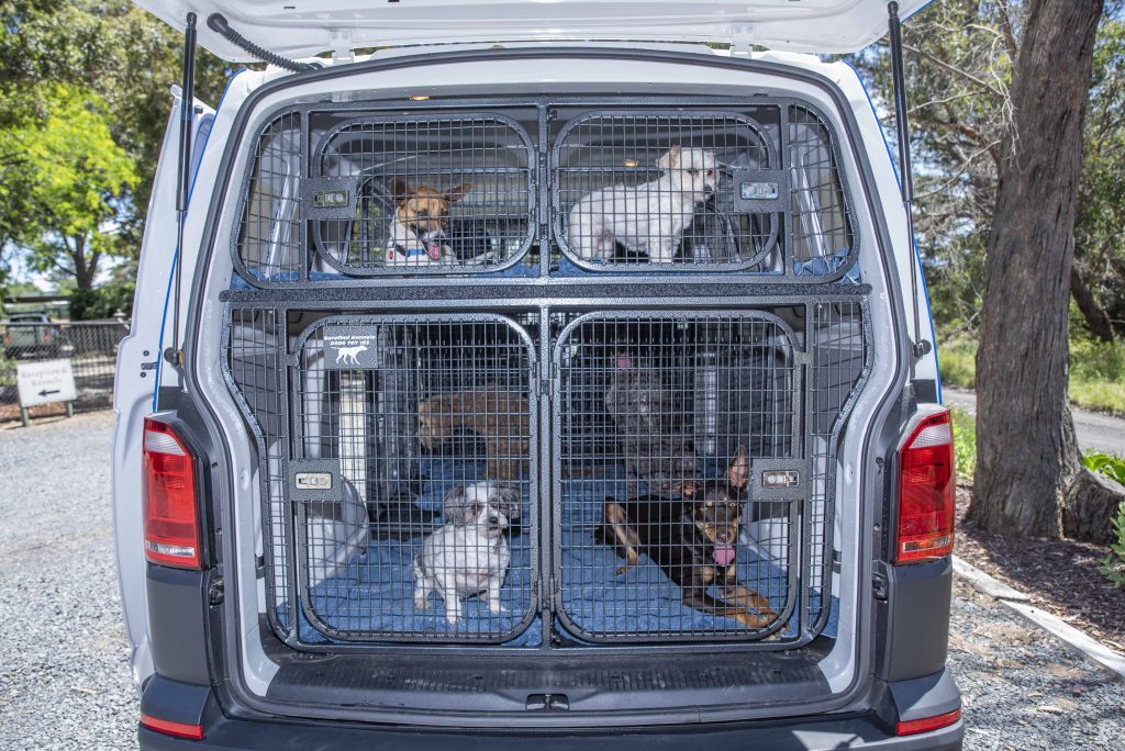 Safe Puppy Shipping